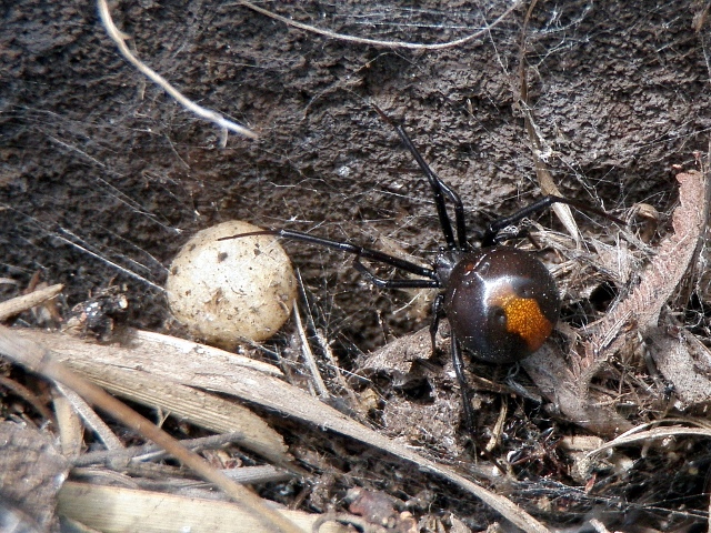 Redback spider guarding her eggsac